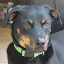 Thumbnail photo of PHOENIX #2