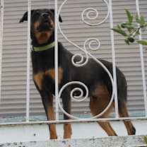 Thumbnail photo of PHOENIX #3