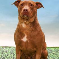 adopt-pet