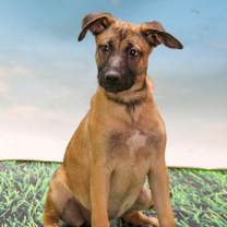 adopt-pet