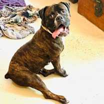 Thumbnail photo of Sheeba #1