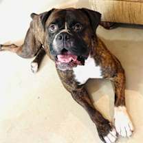 Thumbnail photo of Sheeba #2