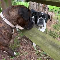 Thumbnail photo of Sheeba #4