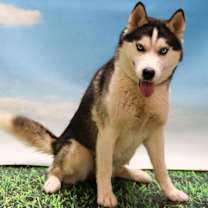 adopt-pet