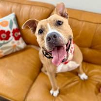 Thumbnail photo of Webster Von Zoomie grade a beefcake #1