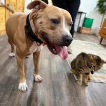 Thumbnail photo of Webster Von Zoomie grade a beefcake #2