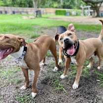 Thumbnail photo of Webster Von Zoomie grade a beefcake #4