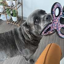 Thumbnail photo of Stella #2