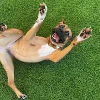 Thumbnail photo of Carlotta* #2