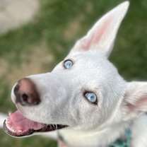 adopt-pet