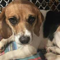 Thumbnail photo of Laila #3