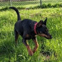 Thumbnail photo of Dane #3