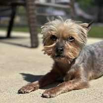 Thumbnail photo of Harper #4