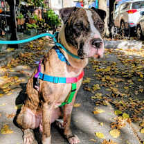 Thumbnail photo of Bodhi #2