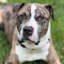 Thumbnail photo of Bodhi #3