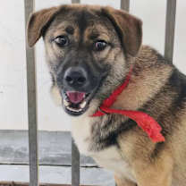 adopt-pet