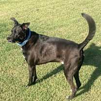 Thumbnail photo of Jett #4