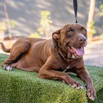 Thumbnail photo of Canela #1