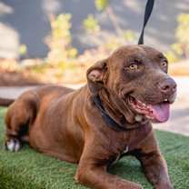 Thumbnail photo of Canela #2