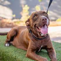 Thumbnail photo of Canela #3