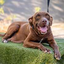 Thumbnail photo of Canela #4