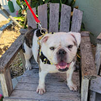 Thumbnail photo of Joy #1