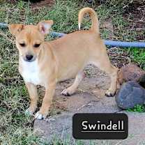 Thumbnail photo of Swindell #3