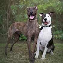 Thumbnail photo of Enzo #2