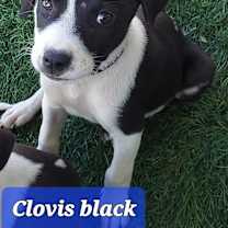 Thumbnail photo of Gilbert (Clovis black) #2