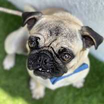 Thumbnail photo of PEPPERONI #2