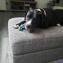 Thumbnail photo of roxie #4