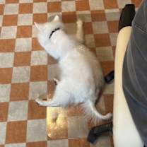 Thumbnail photo of Auggie of FL (aka Alfredo) #4