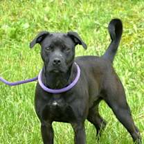 Thumbnail photo of Thor (courtesy post) #3