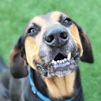 Thumbnail photo of Rover #2