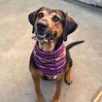 Thumbnail photo of Rover #3