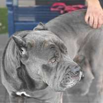 Thumbnail photo of Murdock #3