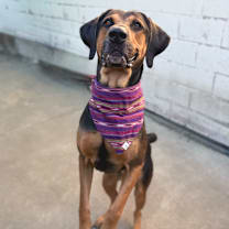 Thumbnail photo of Rover #4