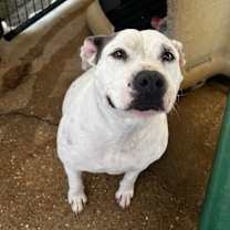 Thumbnail photo of DIXIE #2