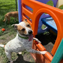 Thumbnail photo of Iris #1