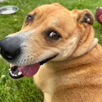 Thumbnail photo of Anglican #1