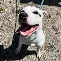 Thumbnail photo of Peanut Butter  #1