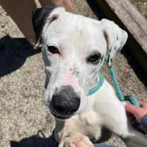 Thumbnail photo of Peanut Butter  #2