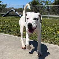 Thumbnail photo of Peanut Butter  #3