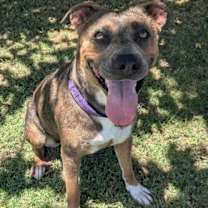 adopt-pet