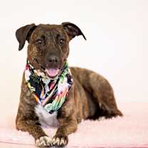adopt-pet