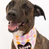 Thumbnail photo of Lorelai #4