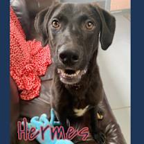 Thumbnail photo of Hermes #1