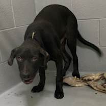 Thumbnail photo of Hermes #2