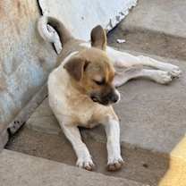 Thumbnail photo of Tiny #2