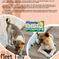 Thumbnail photo of Tiny #3